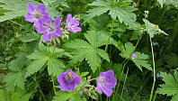 JoSo_20190621_5d0c8ad15297f.jpg