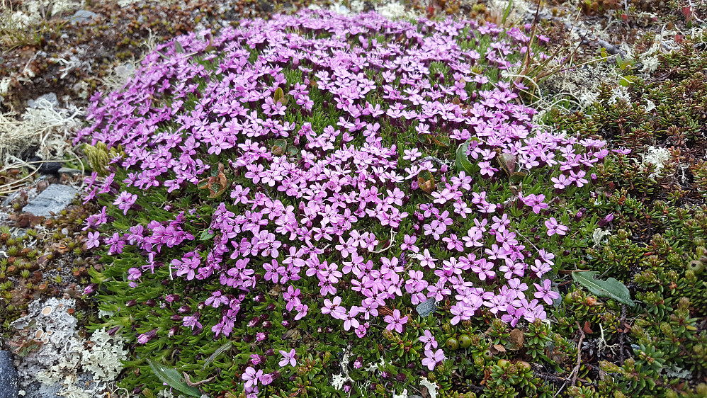 Fjellsmelle