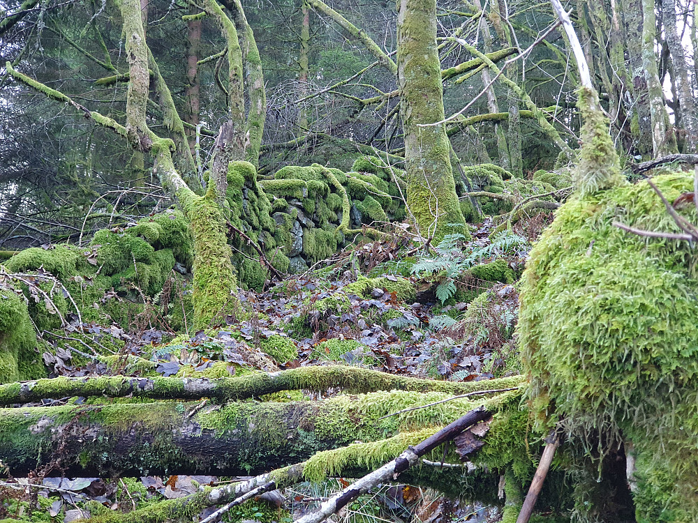 Flott mosegrodd skog :)