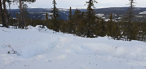 "Elgseng" på toppen av Strutsberget