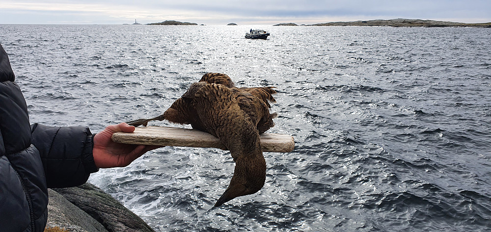 Ærfugldøden er et mysterium her ute i havet. Fuglene sulter ihjel i hopetall for tiden...