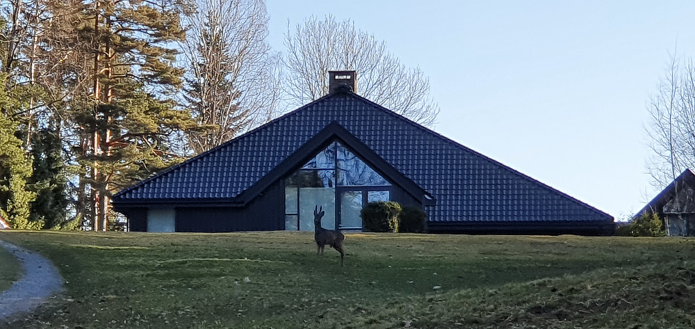 Rådyr i hagen :)