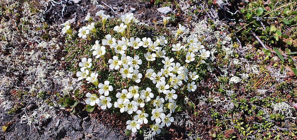Fjellpryd