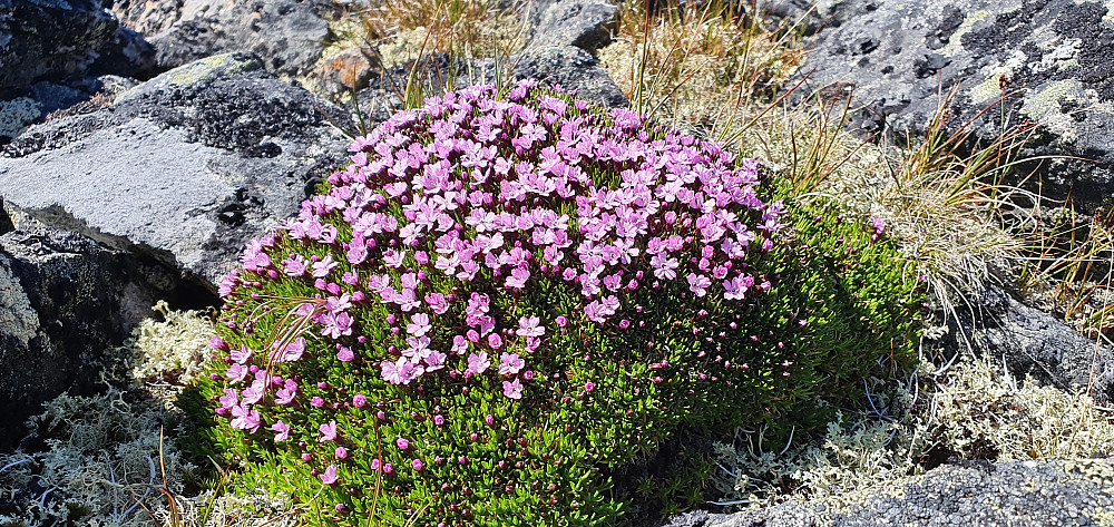 Fjellsmelle