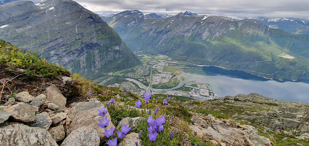 Blåklokke & Sunndalsøra :)