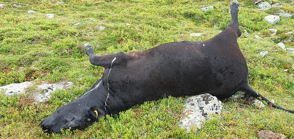 Ikke alle overlever sommeren...