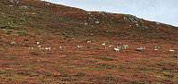 JoSo_20200923_5f6b940da8ce5.jpg