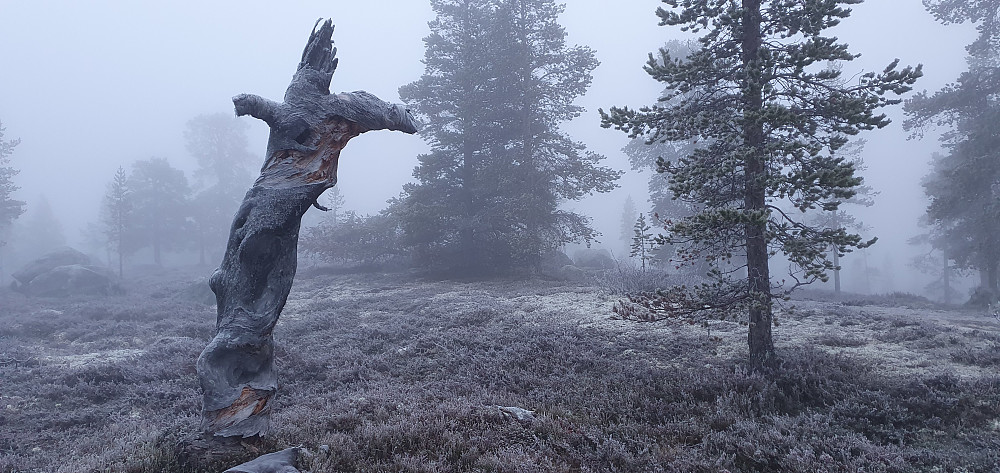 Trolsk i tåka på Femundsåsen...