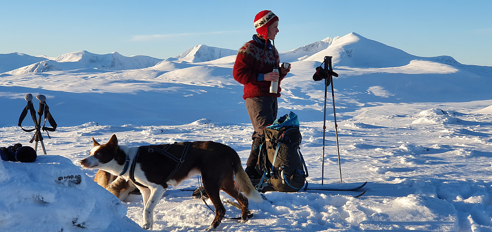 Topper over 2000 moh på Dovre i bakgrunnen - sett fra Vesl-Nystugguhøa