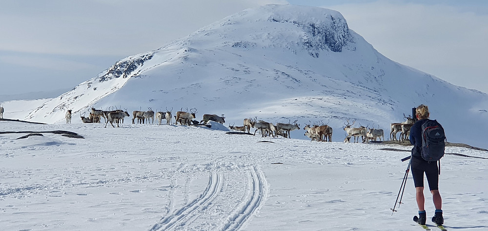 Suletinden bak en flokk med reinsdyr på Gamlestøgofjellet