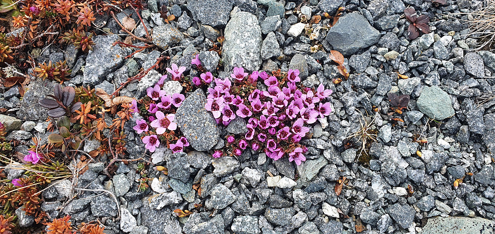 Rødsildre
