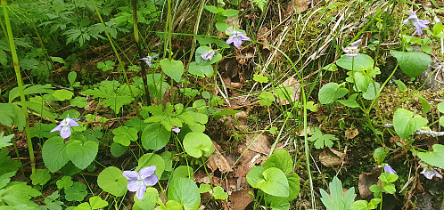 Skogfiol