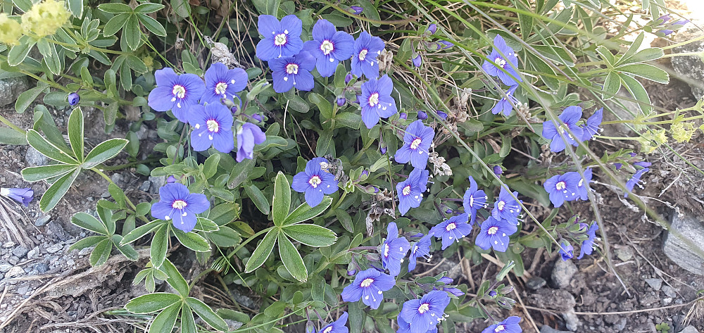 En av fjellets fineste - Bergveronika.