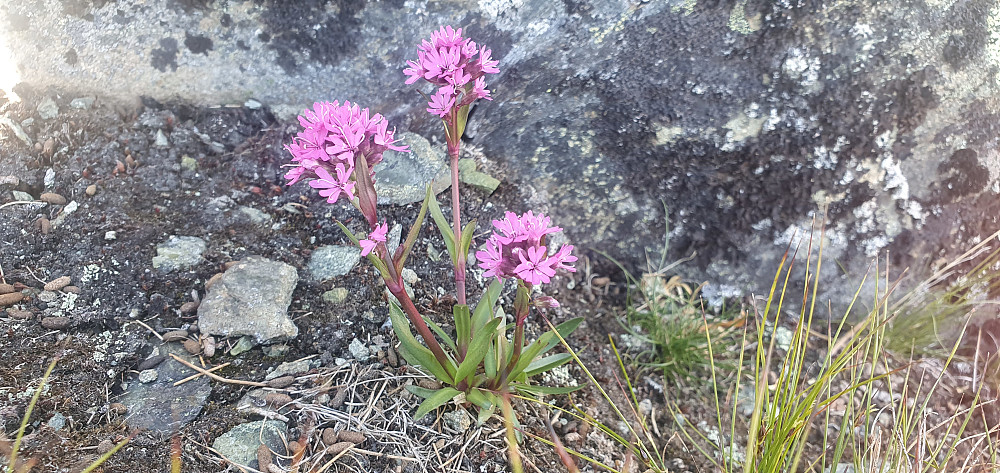 Fjelltjæreblom