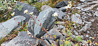 JoSo_20210707_60e57ada39100.jpg