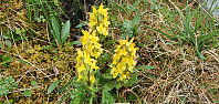 JoSo_20210707_60e57add37b59.jpg