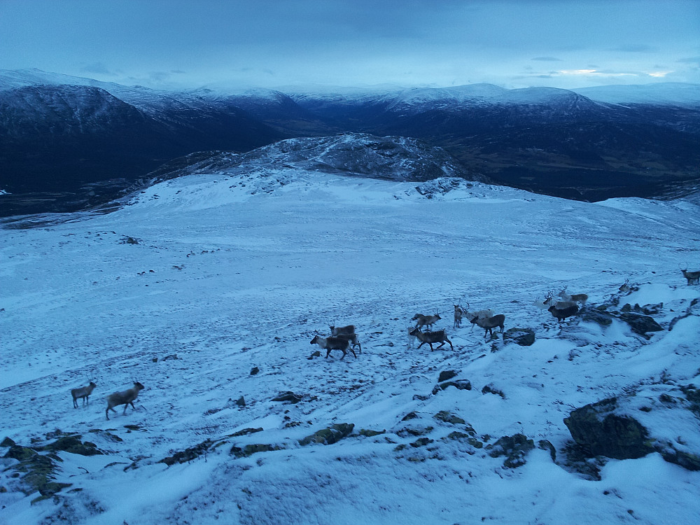 En del reinsdyr i fjellet nå (tamrein)