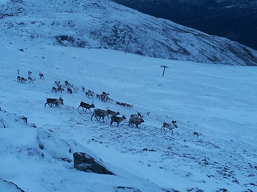 Bare reinsdyr i alpinbakkene enda
