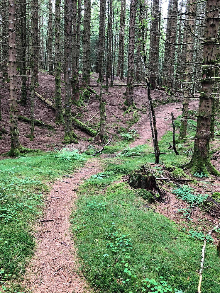 God sti inni skogen