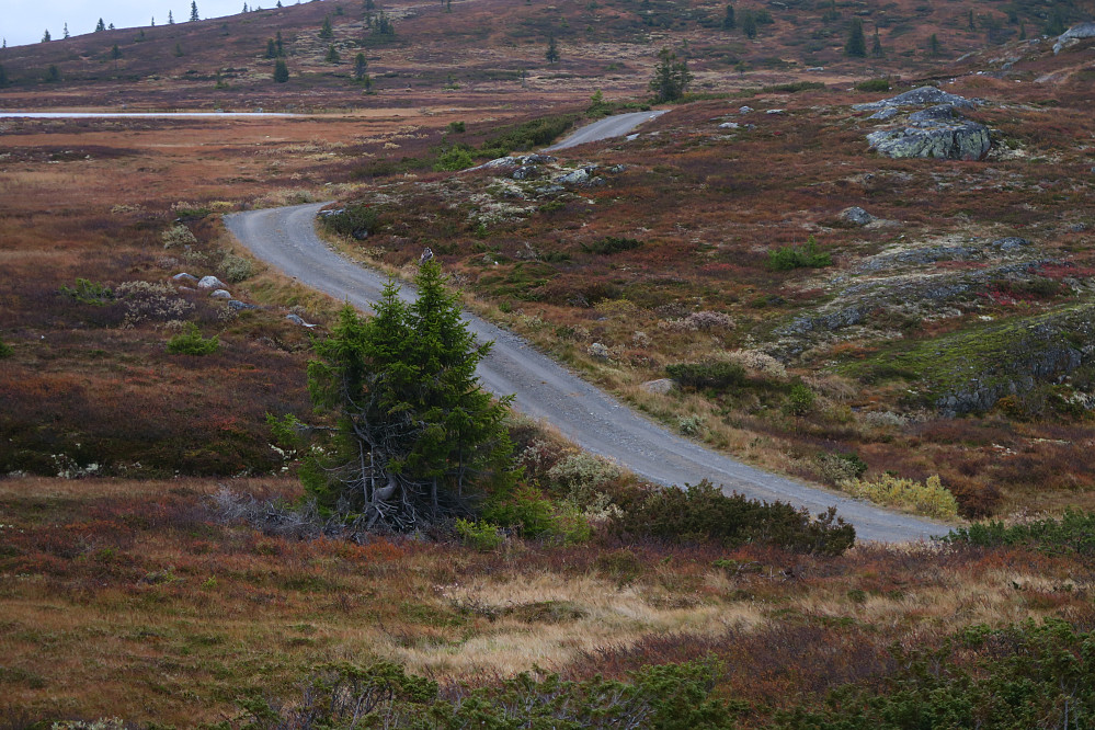 Stor fugl av ukjent opprinnelse i toppen av treet like ved parkeringa