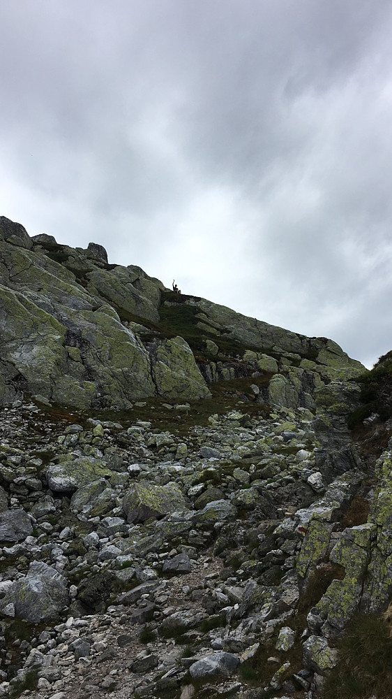 Ventende fjellnisse