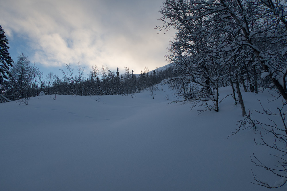 Igjennom skogen 