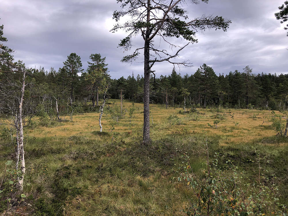 Kunne gå tørrskodd over her
