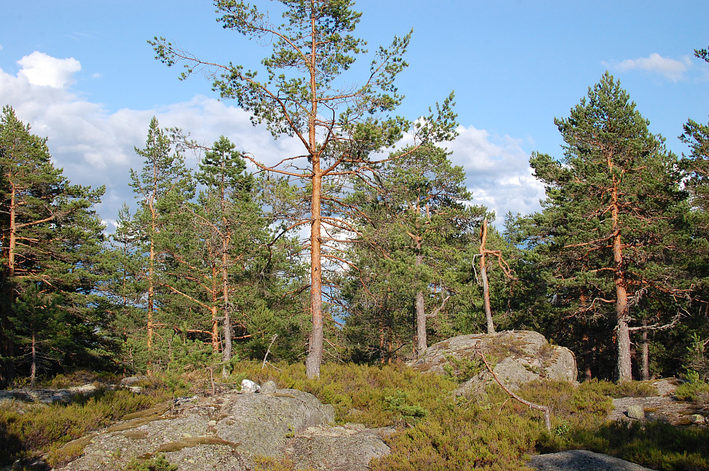 Toppen av Skurufjell
