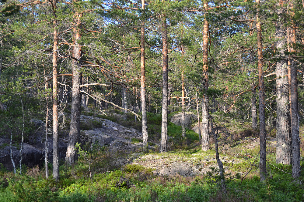 skogsparti|centrum