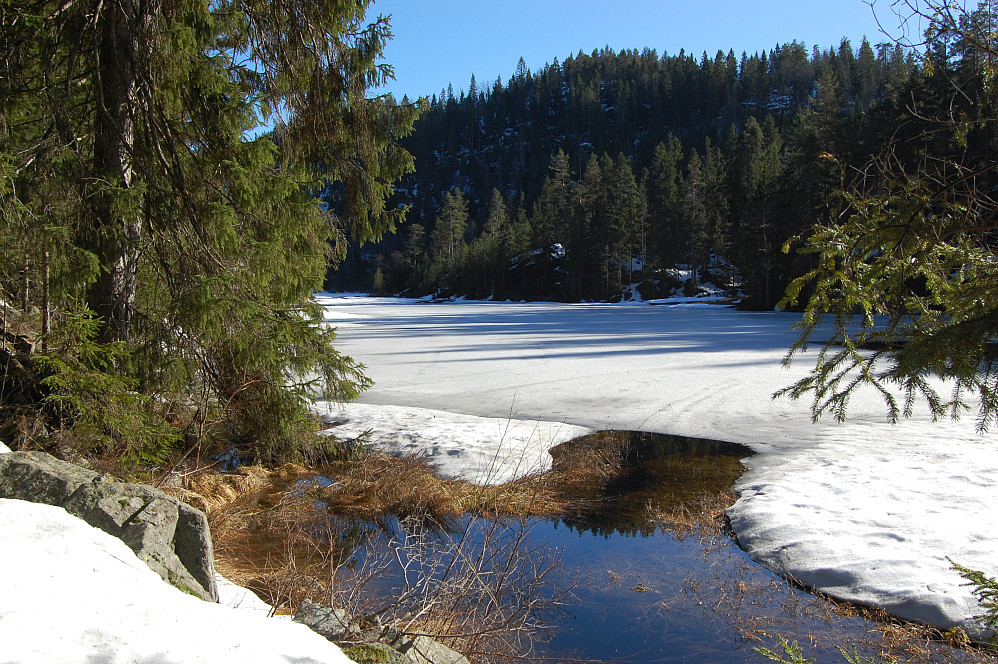 Svarttjenn