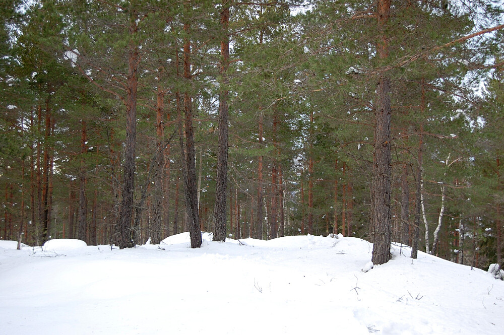 Toppunktet på Åletjennkollen.