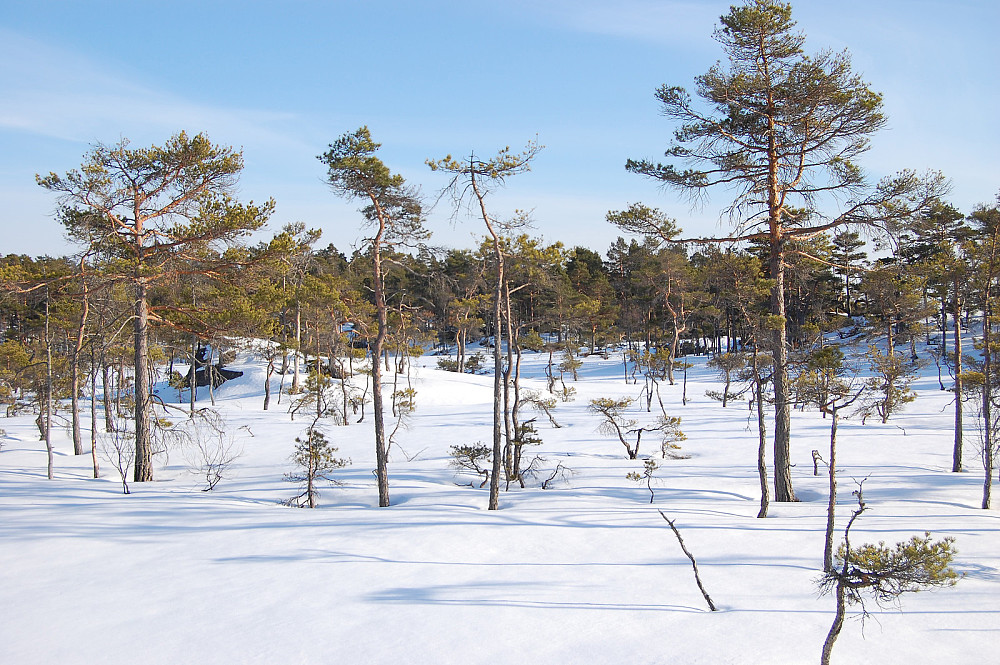 Myrområde