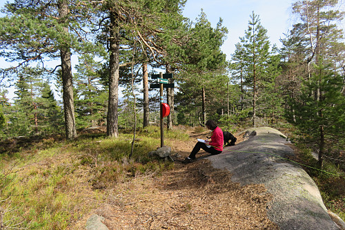 Fin furuskog på toppen av Brånåfjell.
