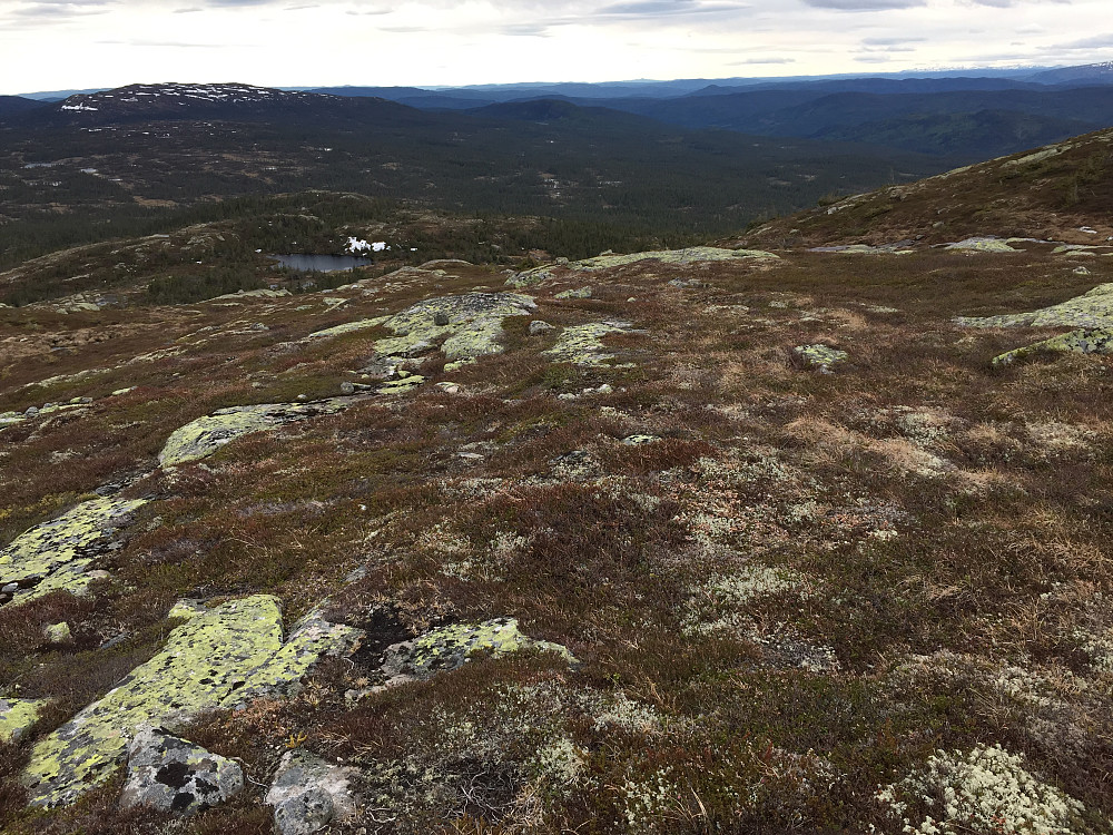 Utsikt mot hyttegrenda ved Malotjern
