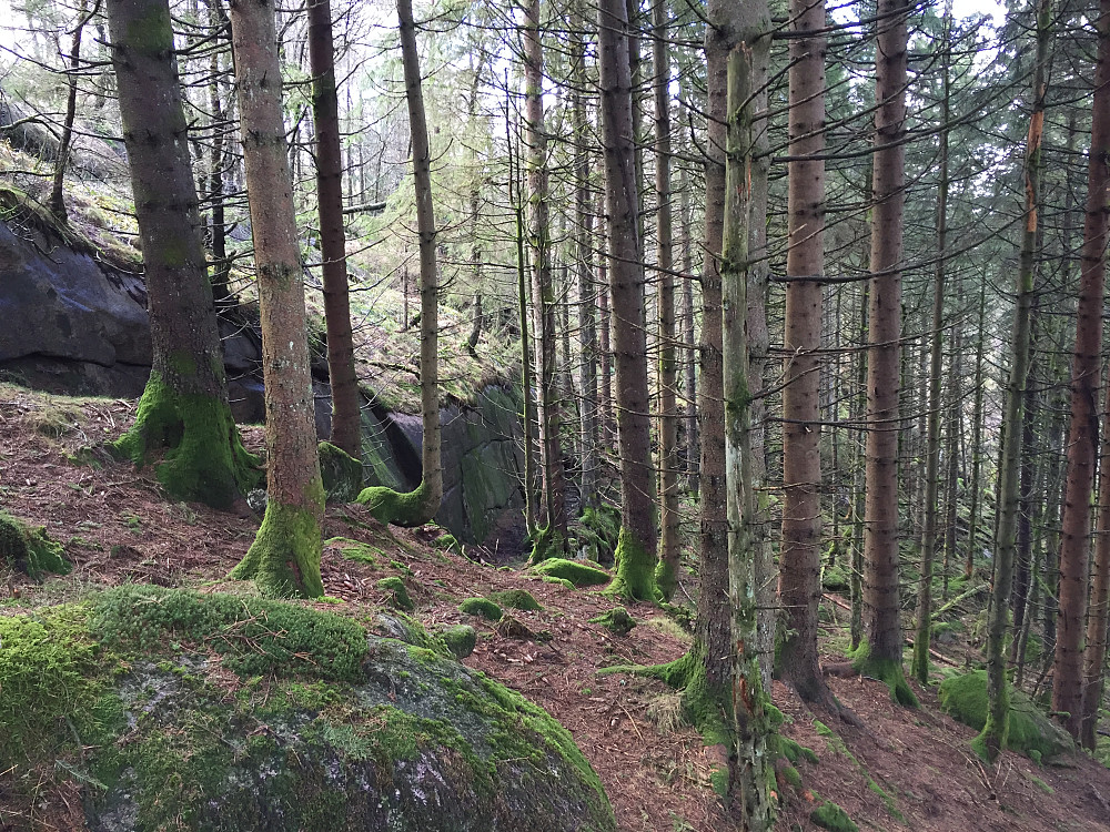 Bratta og skogen