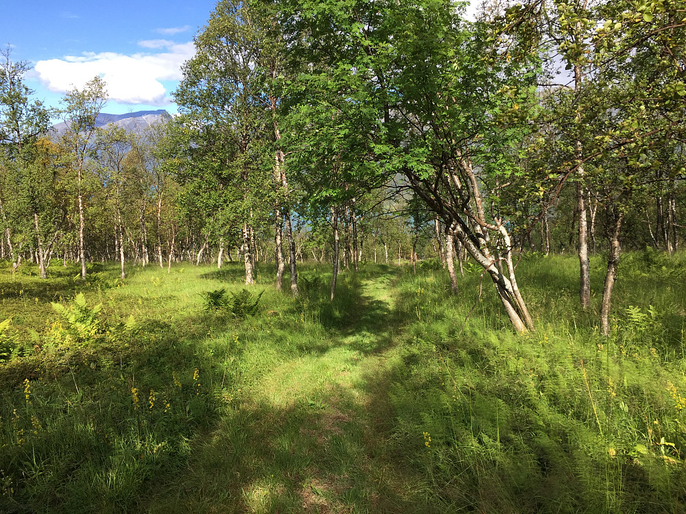 Frodig i Skardalen