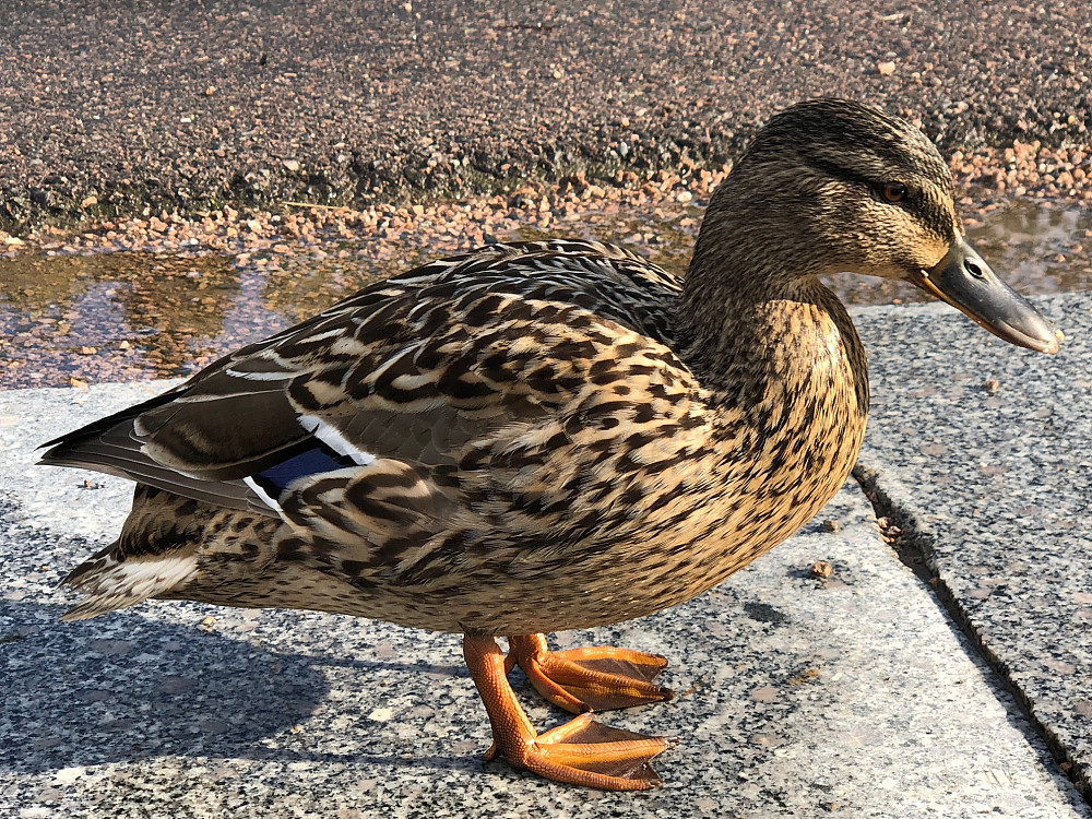 Ærfugel, hun