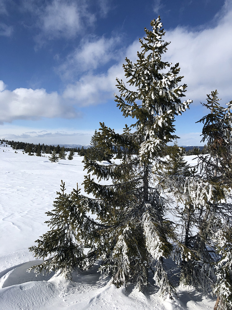 Vindfull dag innimellom