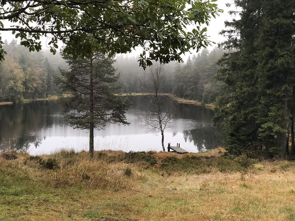 Lauvtjern