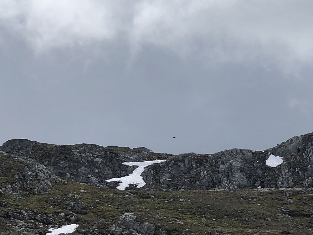 Ørn over Hødntind