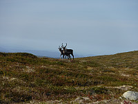 Nysgjerrige reinsdyr på vei opp til Kråkfjellet