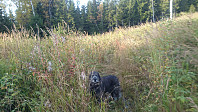 Hunden min i det høye gresset litt nord for Flotsberget.