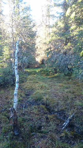Trolsk skog, ikke langt unna Nysætra. Det er lurt å holde seg på oppmerket sti på denne turen, fordi det er mange bløte myrer langs denne ruta.