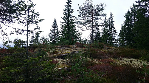 Bukkehøgda