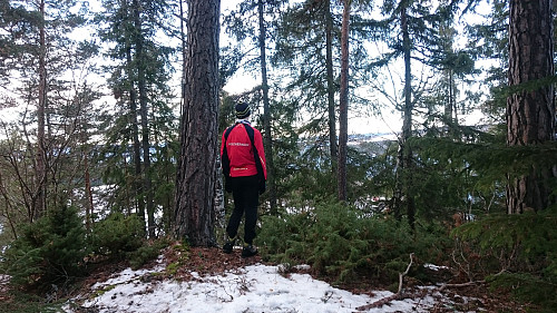 Gulshaugen på Storøya i Tyrifjorden.
