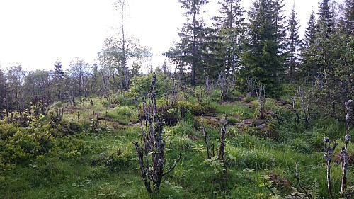 Toppen av Skarpsnoåsen