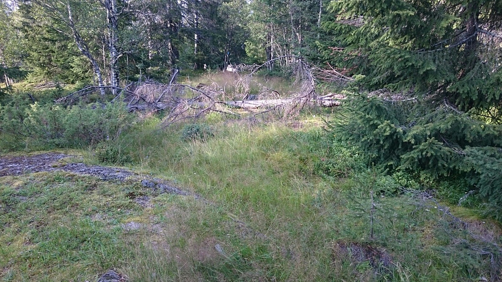 Rognliåsen 443 moh