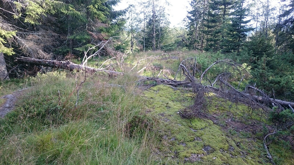 Rognliåsen 443 moh
