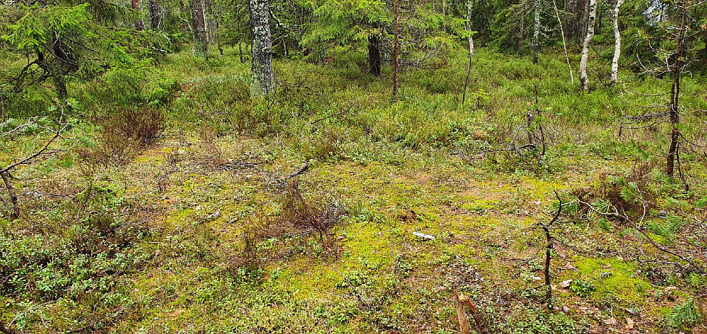 Skalhogg, her er førsteordenspunktet. Bolten fant jeg ikke, men det var rester etter tårnet som har stått her.