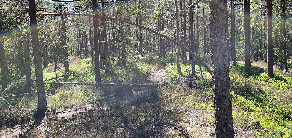 Puttåsen - toppområdet sett sørover